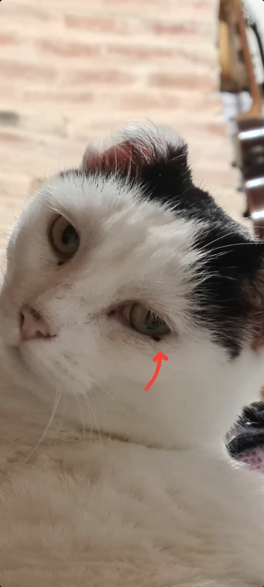 Carcinome Epidermoide Sur La Paupiere De Mon Chat La Sante De Votre Chat Chats Forum Animaux Doctissimo Carcinome Epidermoide Sur La Paupiere De Mon Chat La Sante De Votre Chat Chats Forum Animaux Doctissimo
