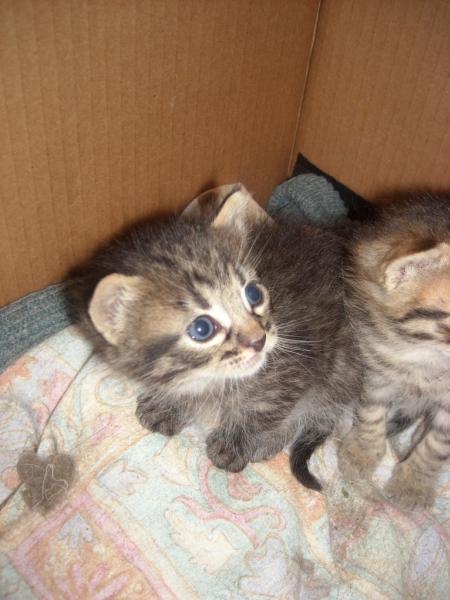 Savoir La Longueur Des Poils D Un Chaton Chats Forum Animaux Doctissimo Savoir La Longueur Des Poils D Un Chaton Chats Forum Animaux Doctissimo