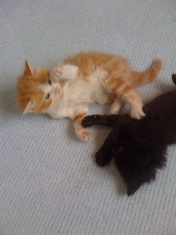 Prenoms A Consonnance Japonaise Pour Mes Chatons Prenoms A Consonnance Japonaise Pour Mes Chatons