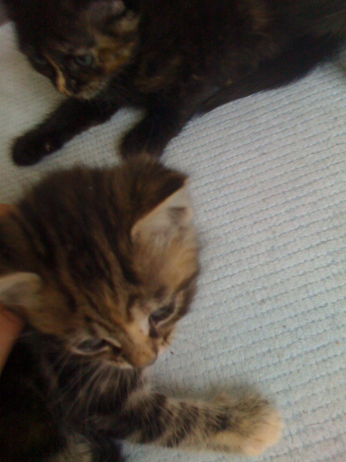 Prenoms A Consonnance Japonaise Pour Mes Chatons Chats Forum Animaux Doctissimo Prenoms A Consonnance Japonaise Pour Mes Chatons Chats Forum Animaux Doctissimo