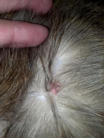 Bouton Etrange Sur Mont Chat Chats Forum Animaux Doctissimo Bouton Etrange Sur Mont Chat Chats Forum Animaux Doctissimo
