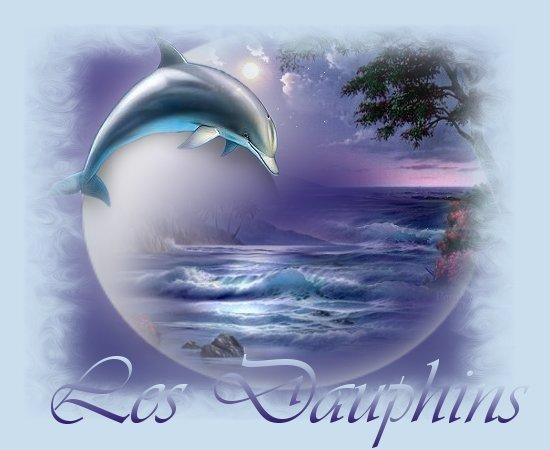 Je T Aime Dauphins Emelline Photos Club Doctissimo