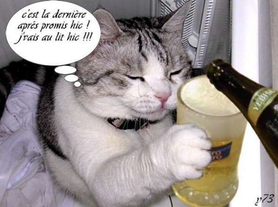 Téléchargement gratuit Images Chat Lu Te Un Peu D Humour Emelline Photos Club Doctissimo actualisé salutations