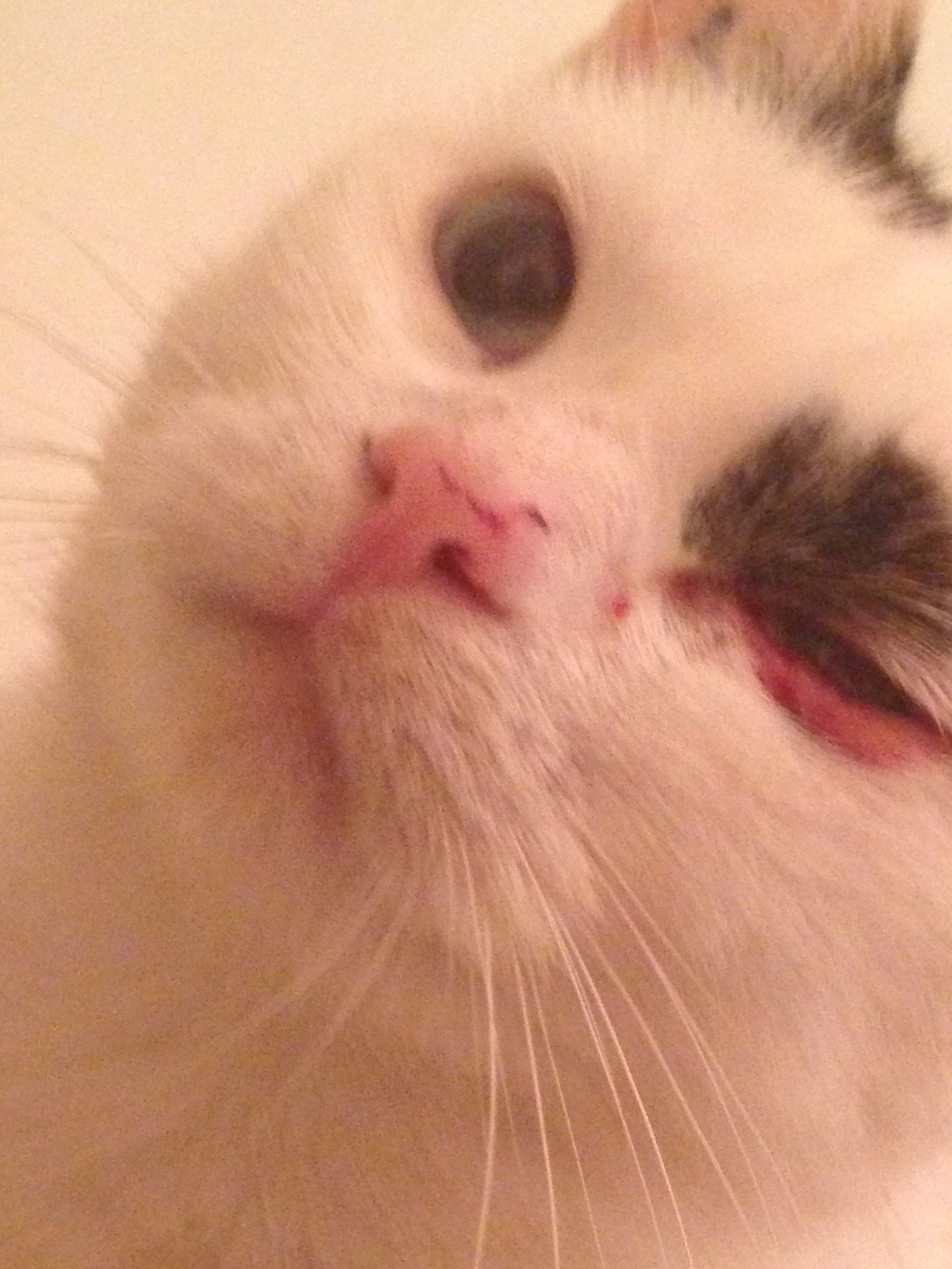 Je Croit Quel A L œil Crever La Sante De Votre Chat Chats Forum Animaux Doctissimo Je Croit Quel A L œil Crever La Sante De Votre Chat Chats Forum Animaux Doctissimo