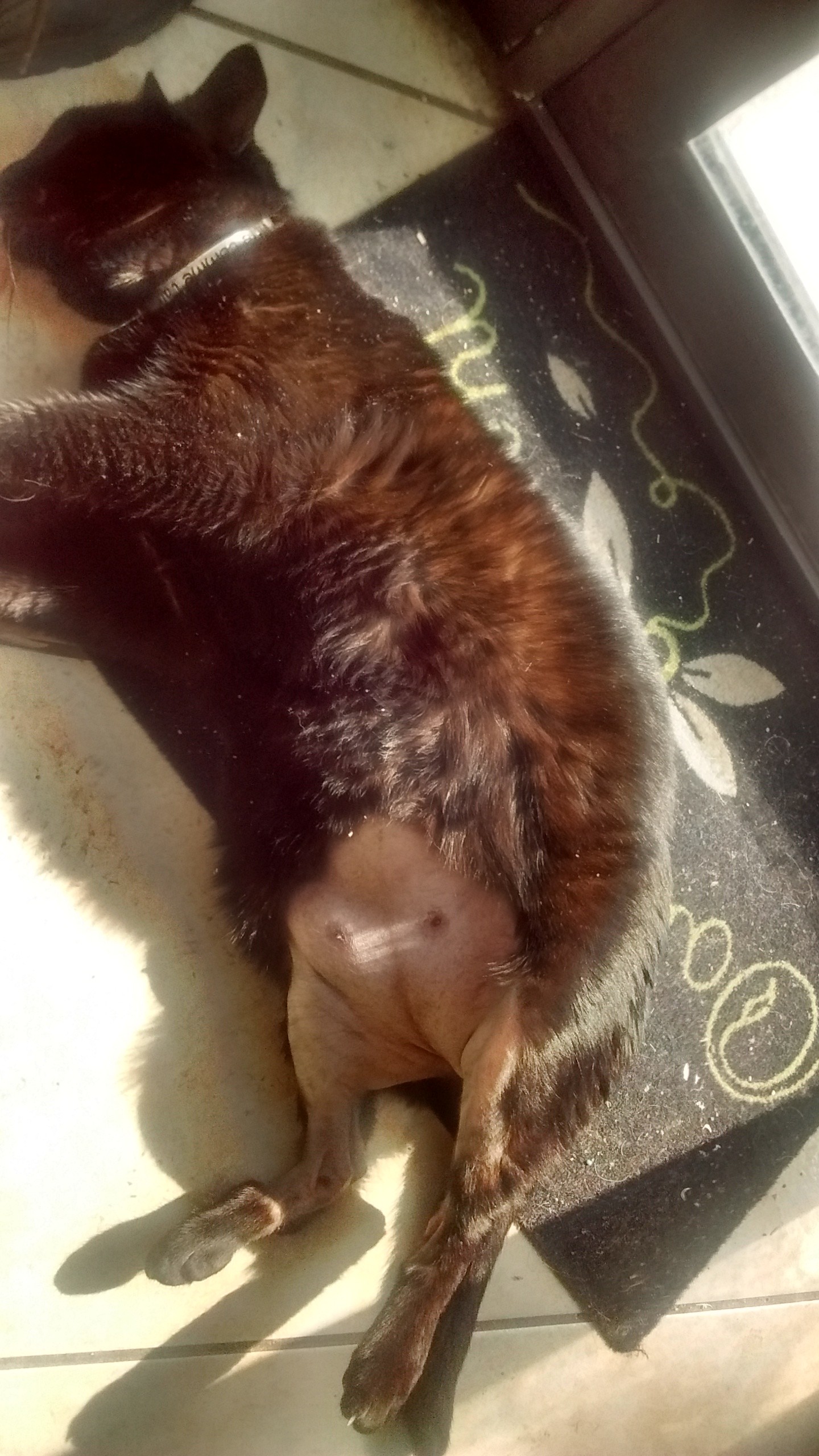 Mon Chat Se Leche Sans Arret Obesite Education Et Comportement Felin Chats Forum Animaux Doctissimo Mon Chat Se Leche Sans Arret Obesite Education Et Comportement Felin Chats Forum Animaux Doctissimo