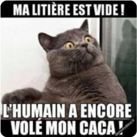 chat_humour
