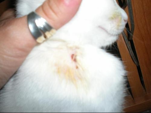Plaie Chaton Chats Forum Animaux Doctissimo Plaie Chaton Chats Forum Animaux Doctissimo