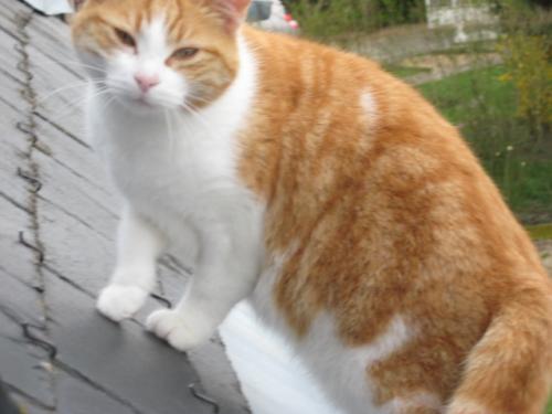 Ma Ptte Chate A Accouche De 2bb Mort E D 1 Foetus Medecine Veterinaire Forum Animaux Doctissimo Ma Ptte Chate A Accouche De 2bb Mort E D 1 Foetus Medecine Veterinaire Forum Animaux Doctissimo