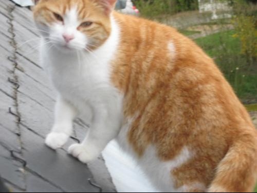 Ma Ptte Chate A Accouche De 2bb Mort E D 1 Foetus Medecine Veterinaire Forum Animaux Doctissimo Ma Ptte Chate A Accouche De 2bb Mort E D 1 Foetus Medecine Veterinaire Forum Animaux Doctissimo