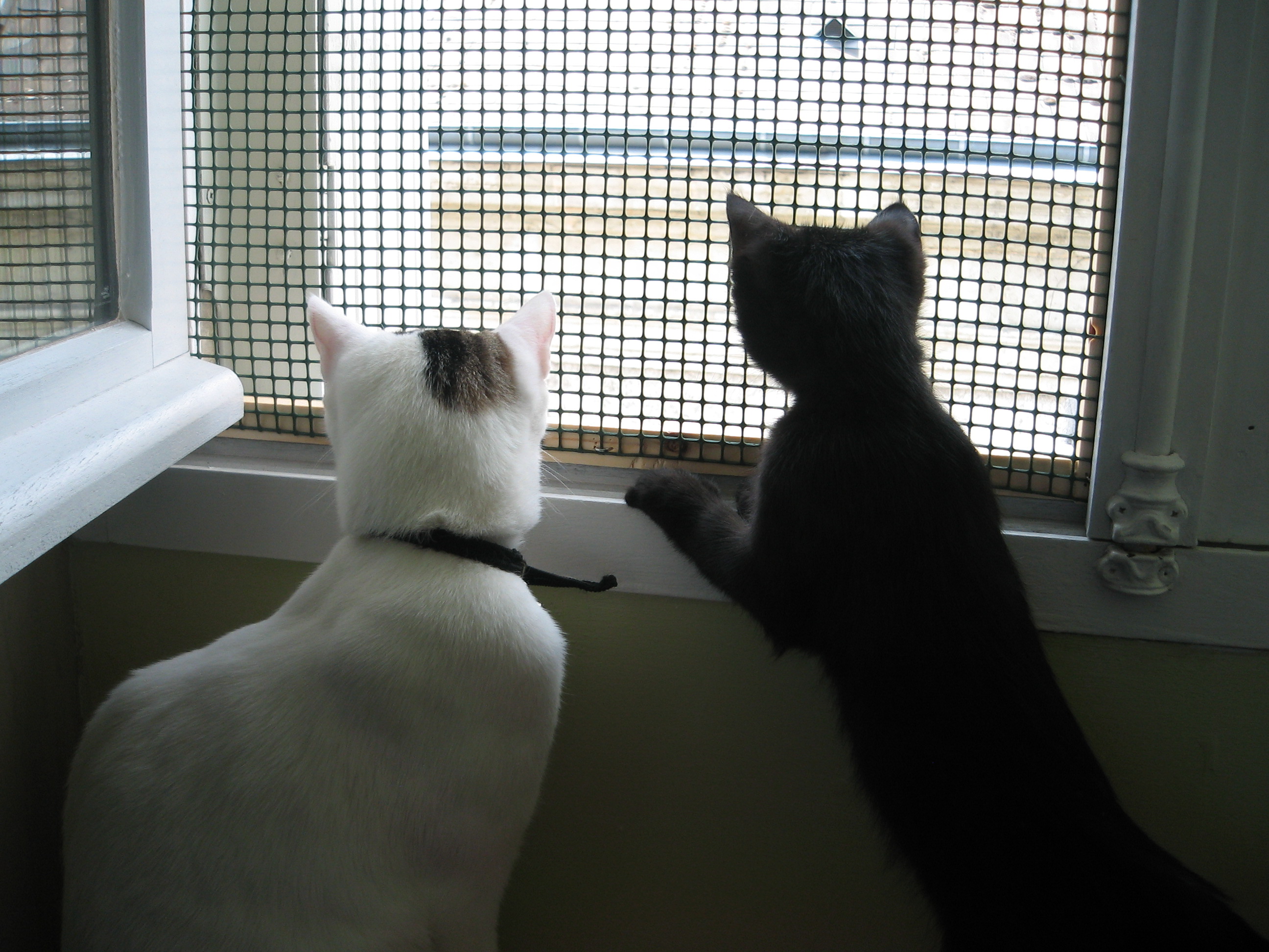 Aux Proprietaires De Chats Qui Ne Sortent Pas Chats Forum Animaux Doctissimo Aux Proprietaires De Chats Qui Ne Sortent Pas Chats Forum Animaux Doctissimo