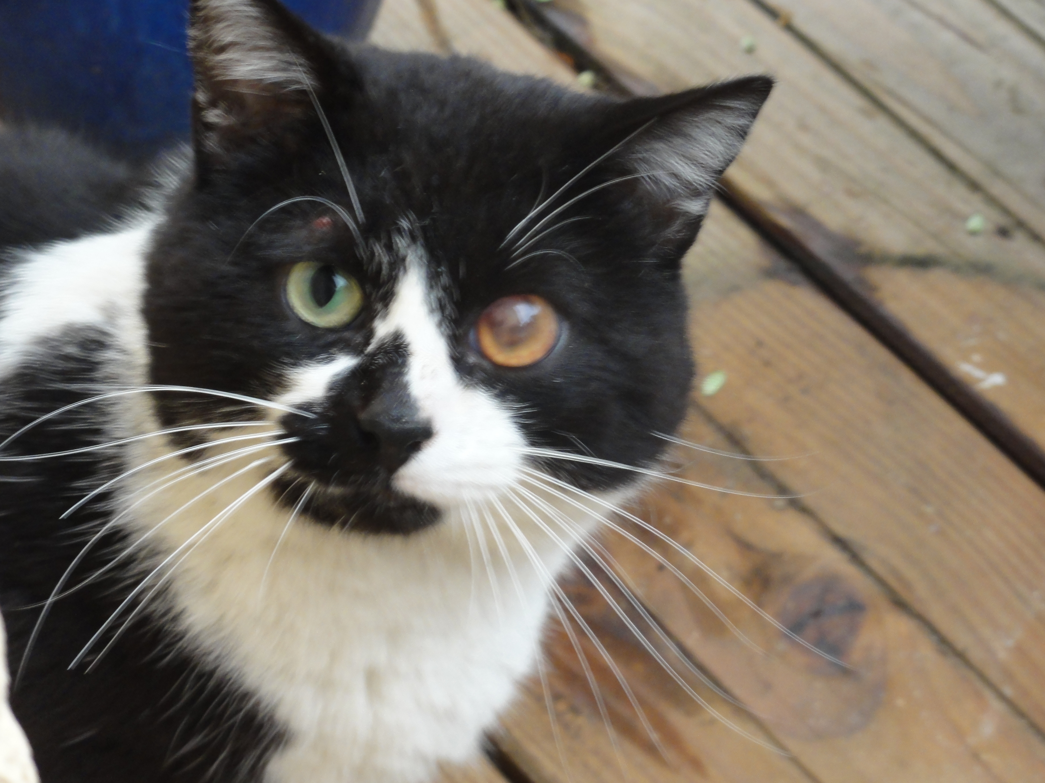 Chat Sang Oeil Medecine Veterinaire Forum Animaux Doctissimo Chat Sang Oeil Medecine Veterinaire Forum Animaux Doctissimo