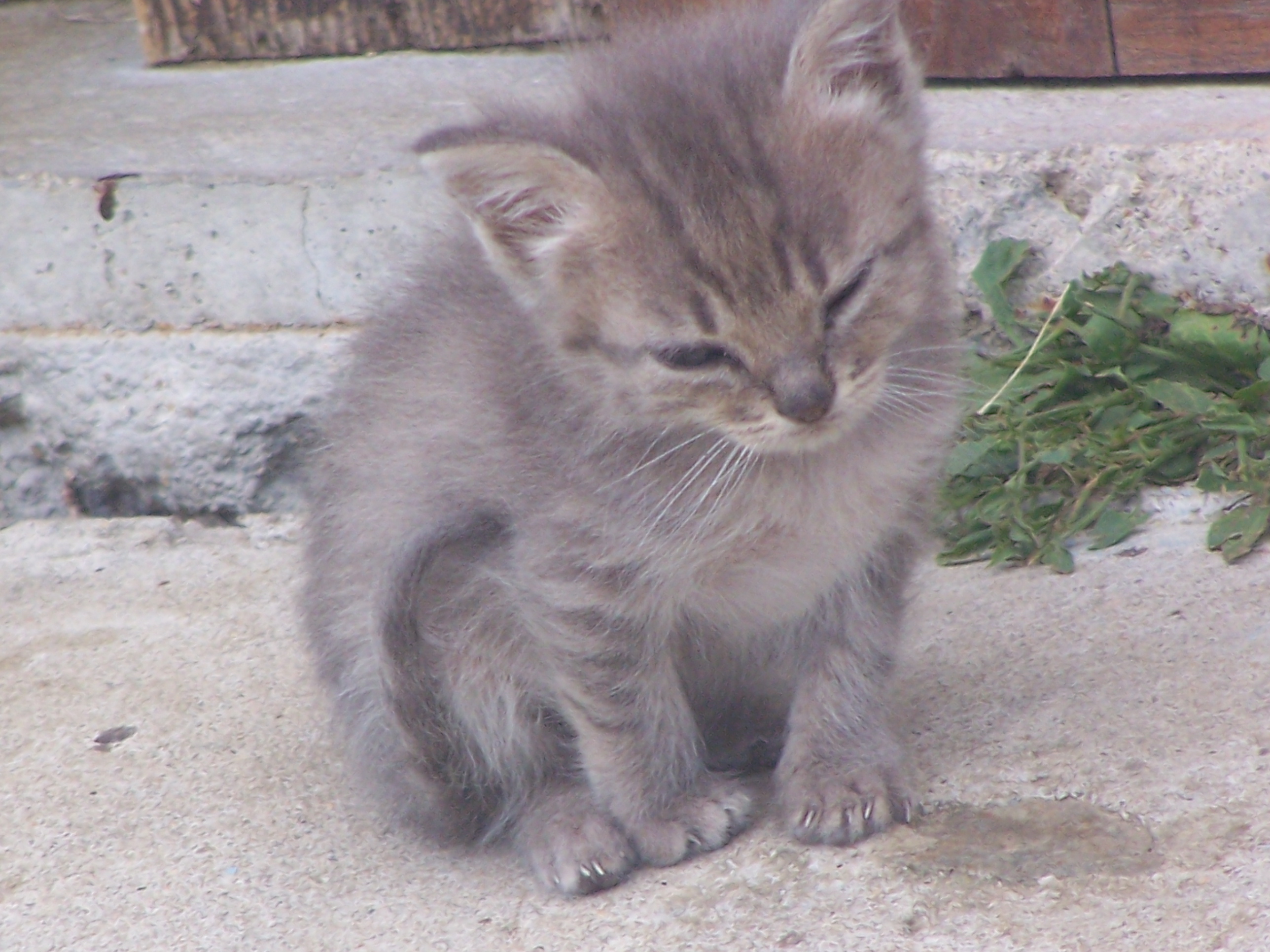 Chat De 2 Mois Qui Ne Grandit Pas Chats Forum Animaux Chat De 2 Mois Qui Ne Grandit Pas Chats Forum Animaux