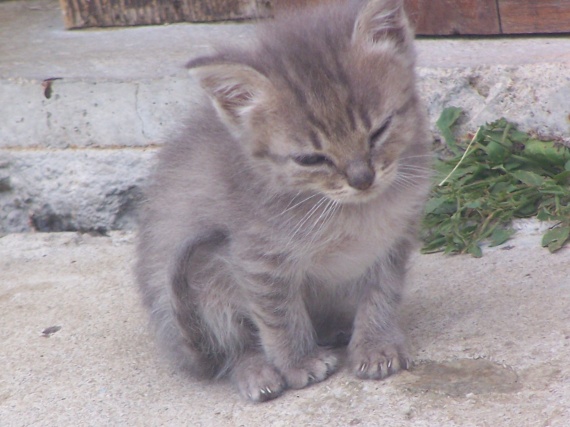 Chat De 2 Mois Qui Ne Grandit Pas Chat De 2 Mois Qui Ne Grandit Pas