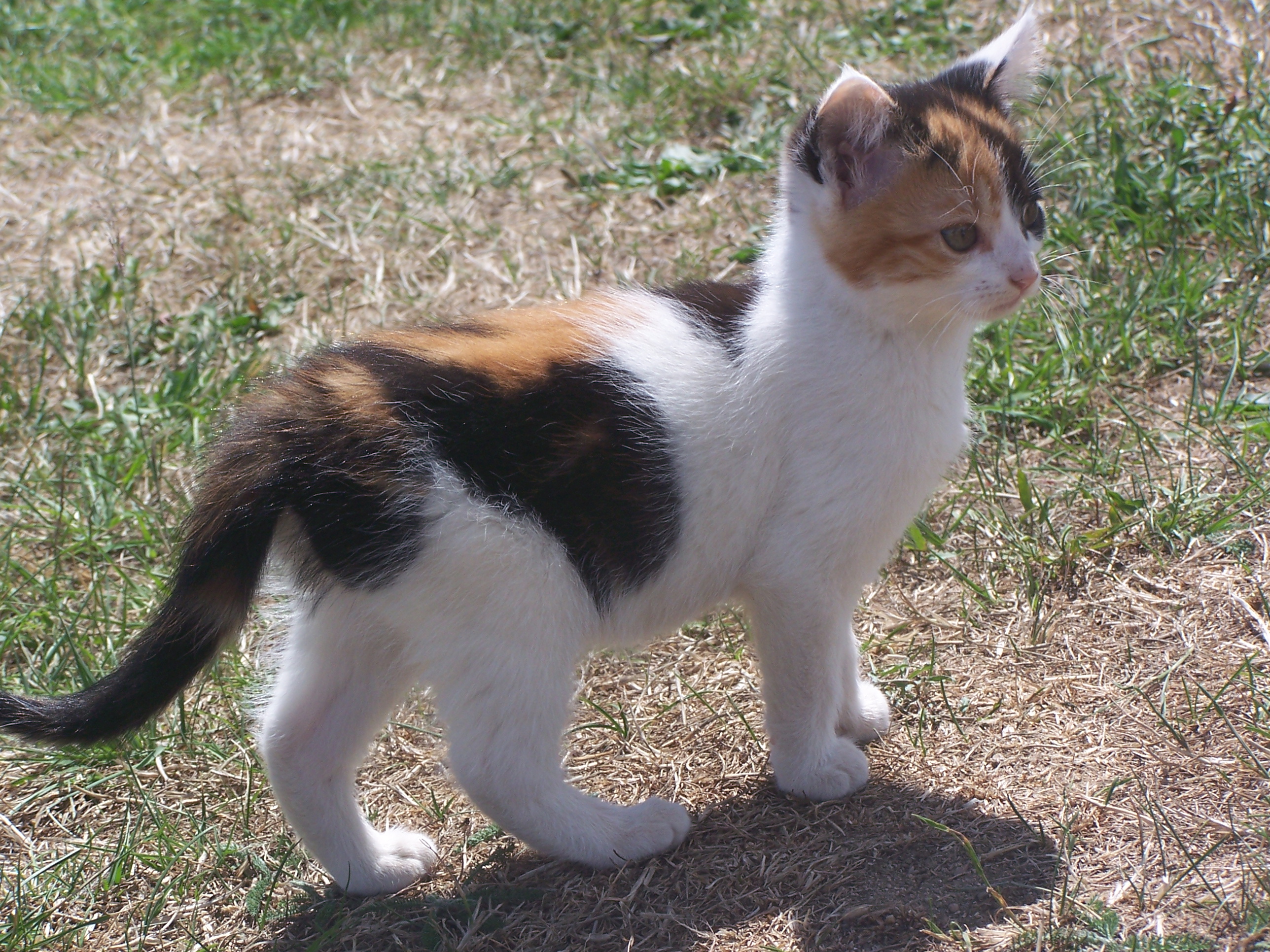 Chat De 2 Mois Qui Ne Grandit Pas Chats Forum Animaux Chat De 2 Mois Qui Ne Grandit Pas Chats Forum Animaux