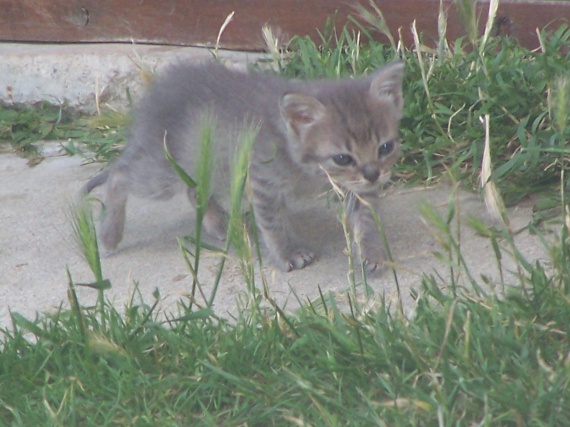 Chat De 2 Mois Qui Ne Grandit Pas