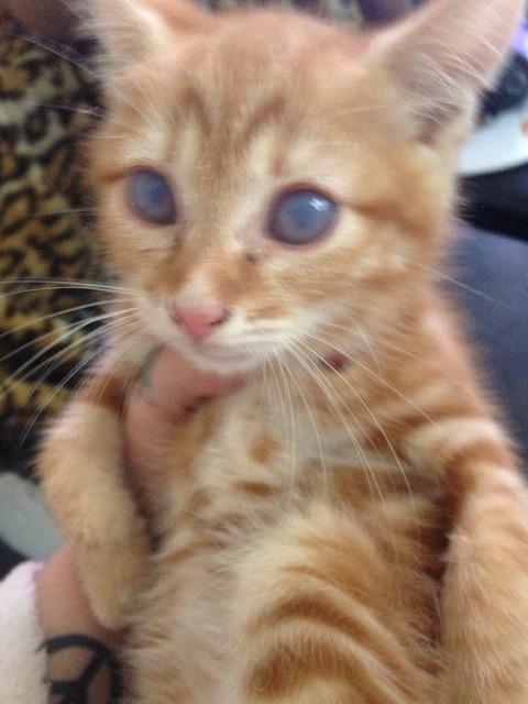 Mon Petit Chaton As Comme Une Pellicule Sur Les Deux Yeux Je M Inquiete Vraiment Chats Forum Animaux Doctissimo Mon Petit Chaton As Comme Une Pellicule Sur Les Deux Yeux Je M Inquiete Vraiment Chats Forum Animaux Doctissimo