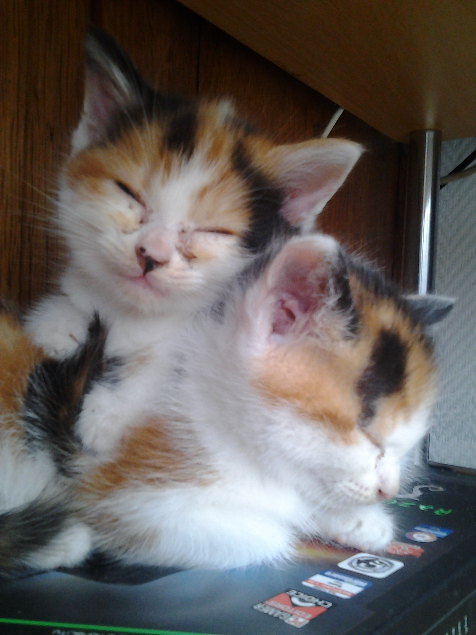 Est Ce Une Troisieme Paupiere Chats Forum Animaux Est Ce Une Troisieme Paupiere Chats Forum Animaux