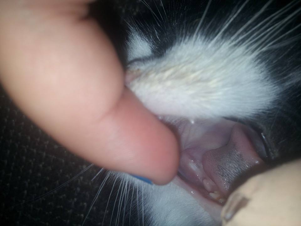 Mon Chat Langue Noire Chats Forum Animaux Doctissimo Mon Chat Langue Noire Chats Forum Animaux Doctissimo