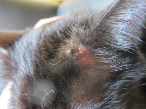 Boule Pres De L Oreille De Mon Chat Boule Pres De L Oreille De Mon Chat
