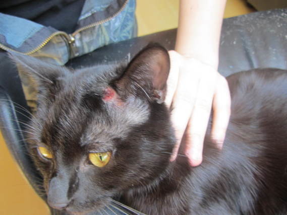 Boule Pres De L Oreille De Mon Chat Boule Pres De L Oreille De Mon Chat