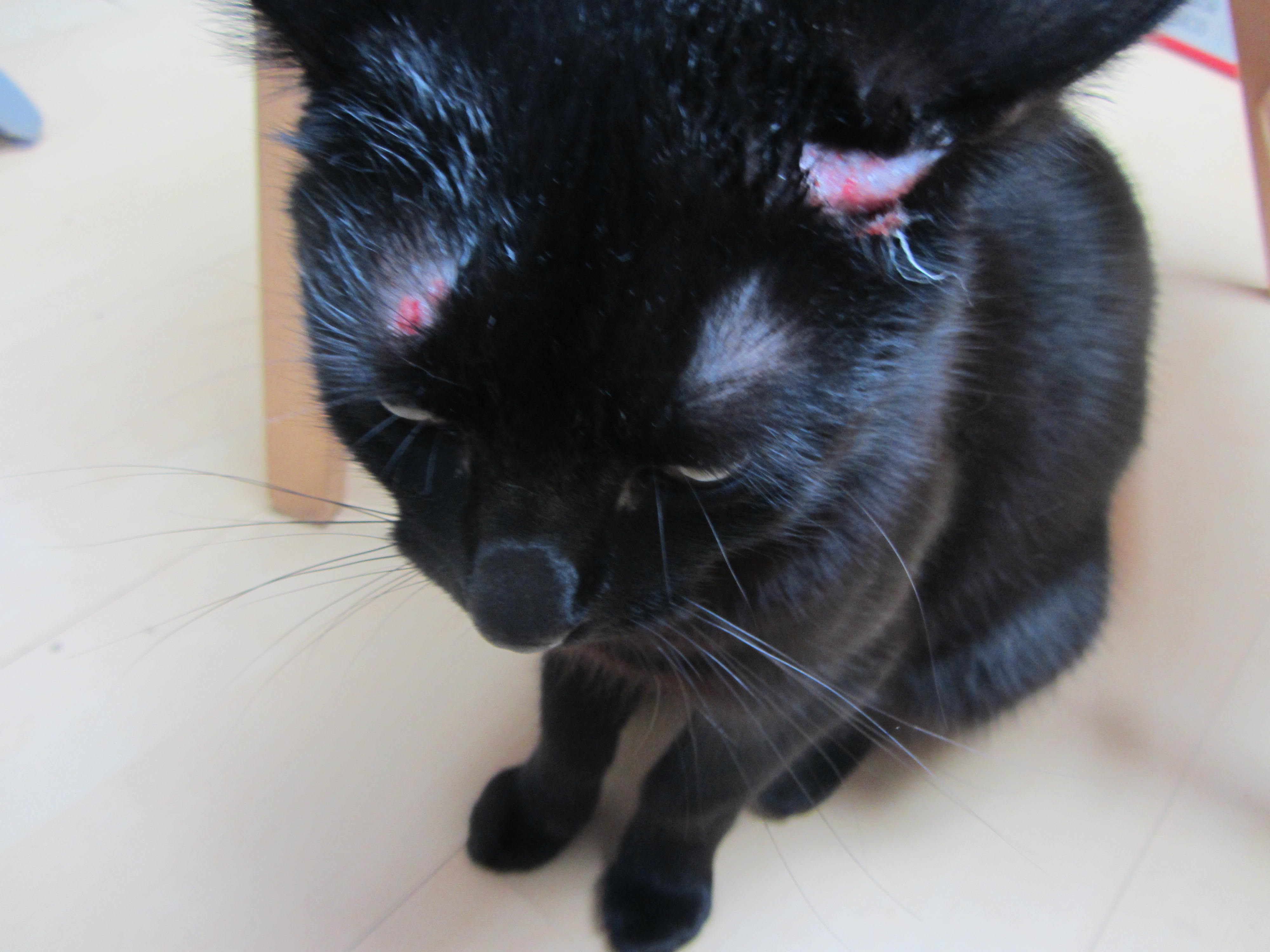 Boule Pres De L Oreille De Mon Chat Medecine Veterinaire Forum Animaux Doctissimo Boule Pres De L Oreille De Mon Chat Medecine Veterinaire Forum Animaux Doctissimo