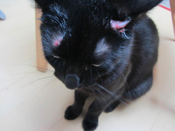 Boule Pres De L Oreille De Mon Chat Boule Pres De L Oreille De Mon Chat