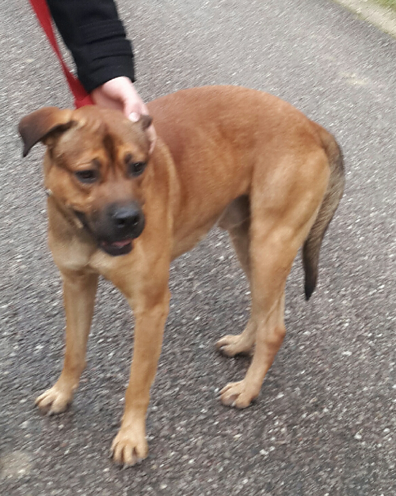Malinois croisé Rotweiller Adoption d