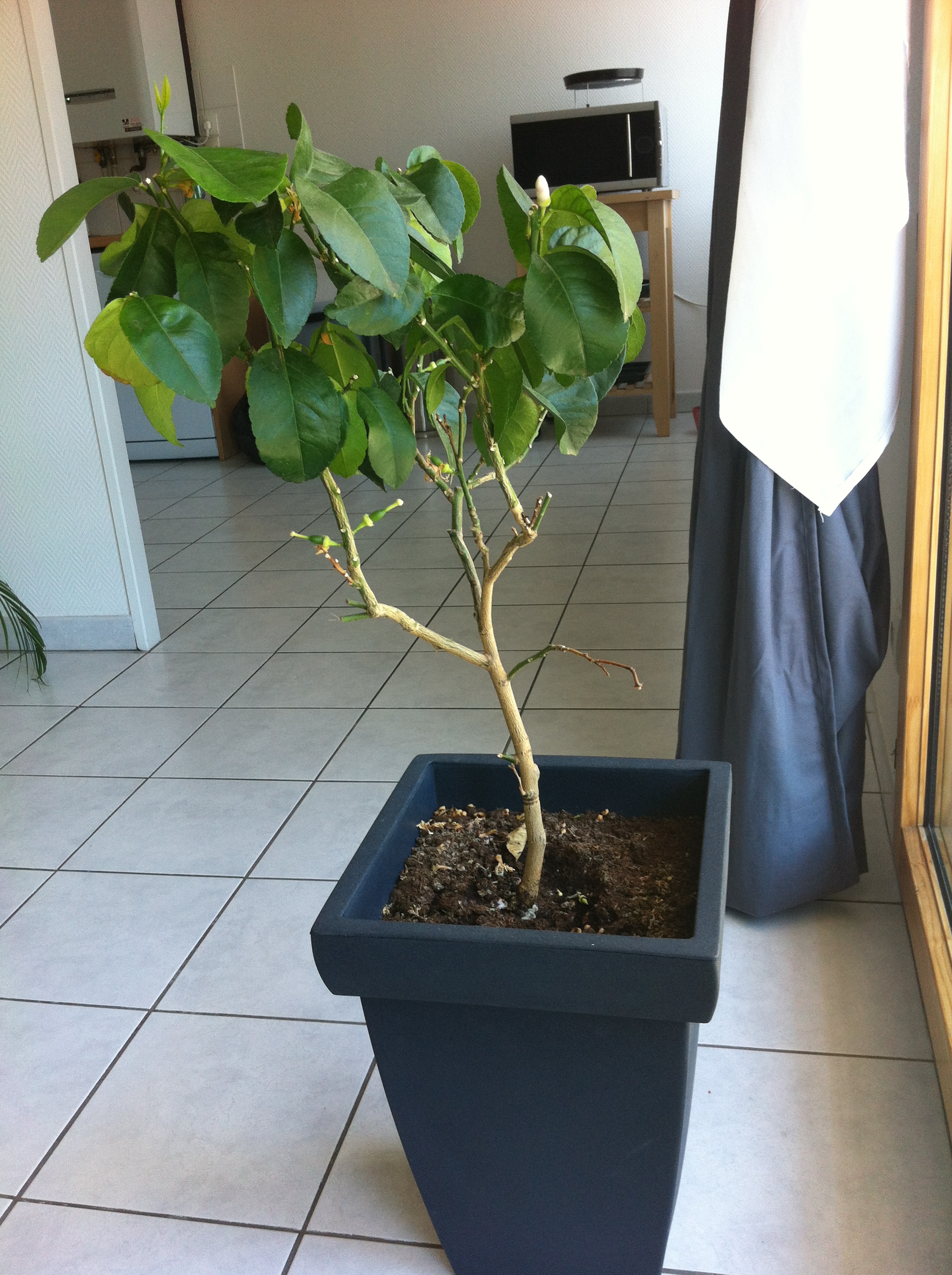 Votre Avis Sur Mon Citronnier Jardinage Forum Vie Pratique Doctissimo Votre Avis Sur Mon Citronnier Jardinage Forum Vie Pratique Doctissimo