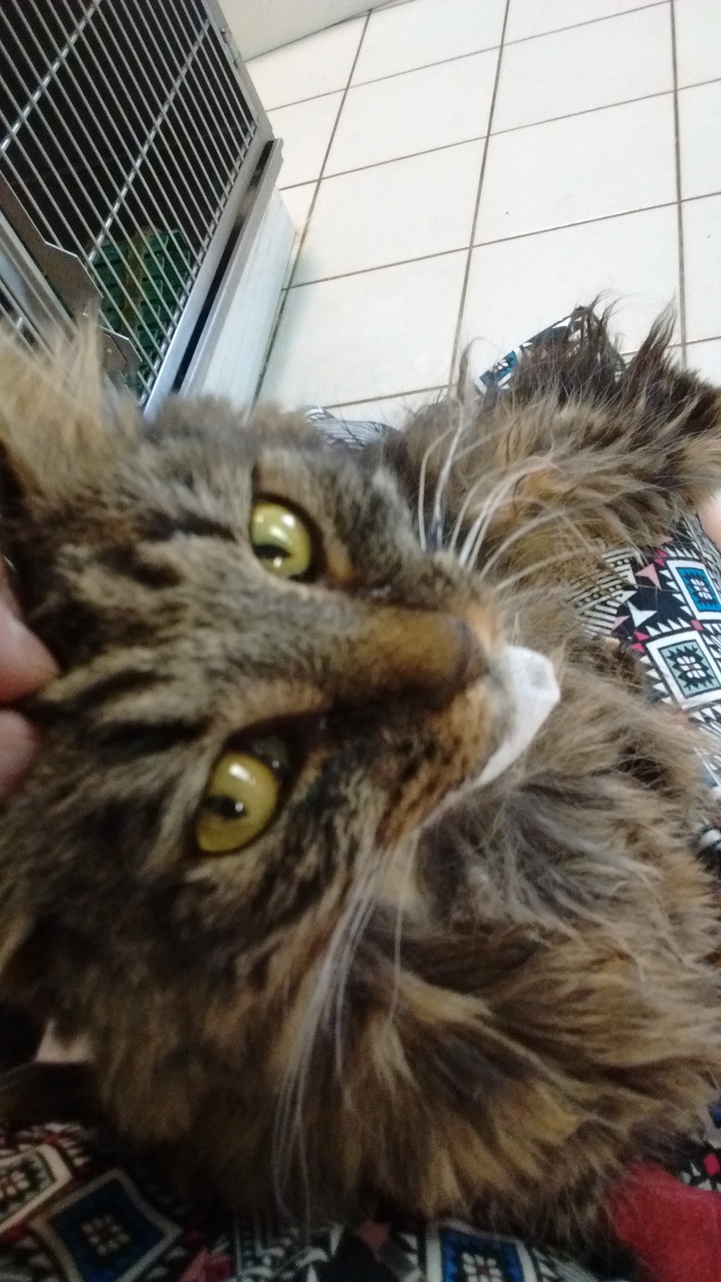 Lipidose Hepatique Et Pancreatite Depuis Une Semaine La Sante De Votre Chat Chats Forum Animaux Doctissimo