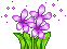 fleurs (9)