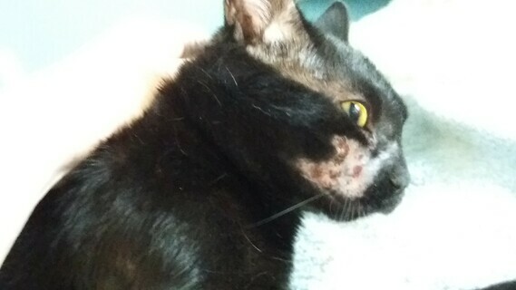 Maladie De Peau Chez Mon Chat