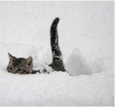 http://a.imdoc.fr/private/1/divers/ita/photo/9631041963/202200922e7/ita-chat-neige-img.jpg