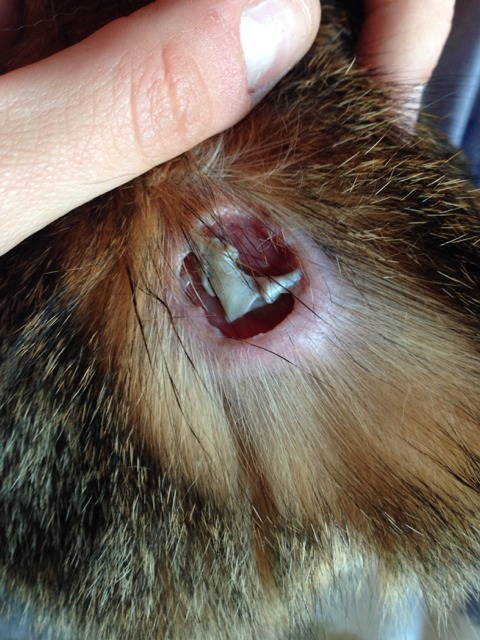 Abces Chat Chats Forum Animaux Doctissimo Abces Chat Chats Forum Animaux Doctissimo