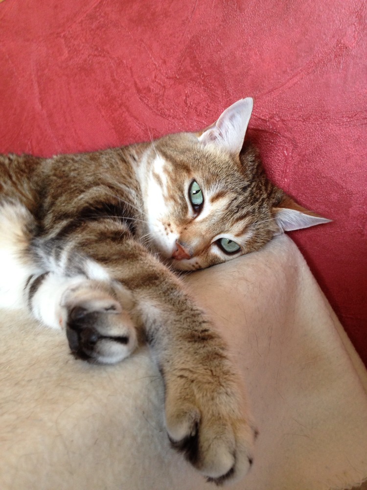 3eme Paupiere Visible Chats Forum Animaux Doctissimo 3eme Paupiere Visible Chats Forum Animaux Doctissimo