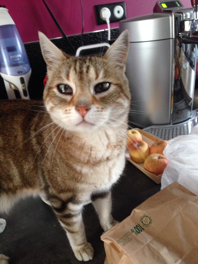 3eme Paupiere Visible Chats Forum Animaux Doctissimo 3eme Paupiere Visible Chats Forum Animaux Doctissimo