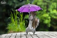 ecureuil-parapluie-1