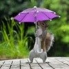 ecureuil-parapluie-1