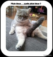 humour-chat-pilule-bleue_imagesia-com_61nd