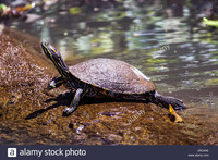 a-ventre-jaune-soleil-de-tortues-a-tortuguero-costa-rica-jrcaxe