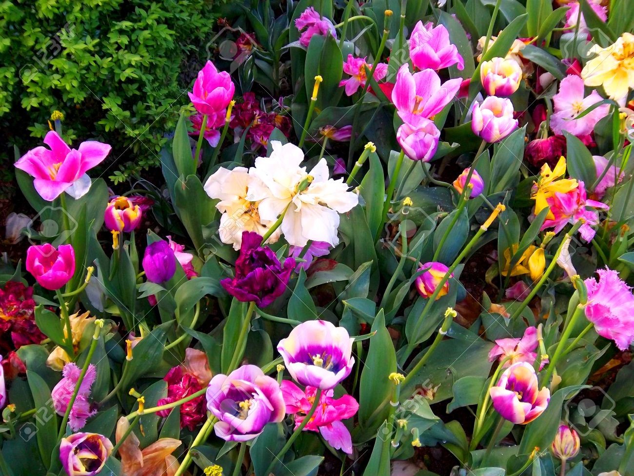 42019568 Les Plus Belles Fleurs Du Monde Banque Dimages Marie1