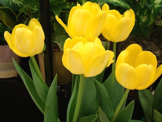 yellow tulips-1