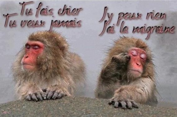 Singe Migraine Guenon Vouloir Bouder Humour Blague Marie Noisette Photos Club Doctissimo Singe Migraine Guenon Vouloir Bouder Humour Blague Marie Noisette Photos Club Doctissimo
