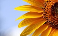 6812591-sunflowers