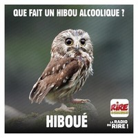 hiboue-rire-et-chansons_5ccab2b61bf2a
