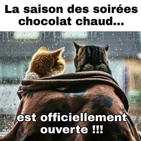 chocolat-chaud-chat-hiver-humour - marie1 - noisette30100 - Photos - Club Doctissimo