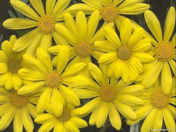Yellow-Flowers-843844