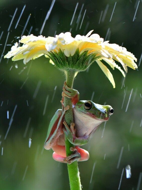 LD_raining_frog_jt_150526_3x4_1600