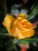 rose-jaune