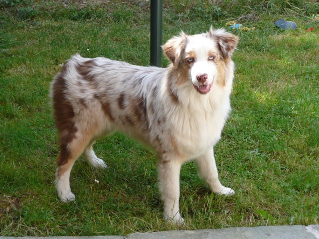 Le Berger Australien Chiens Forum Animaux Doctissimo