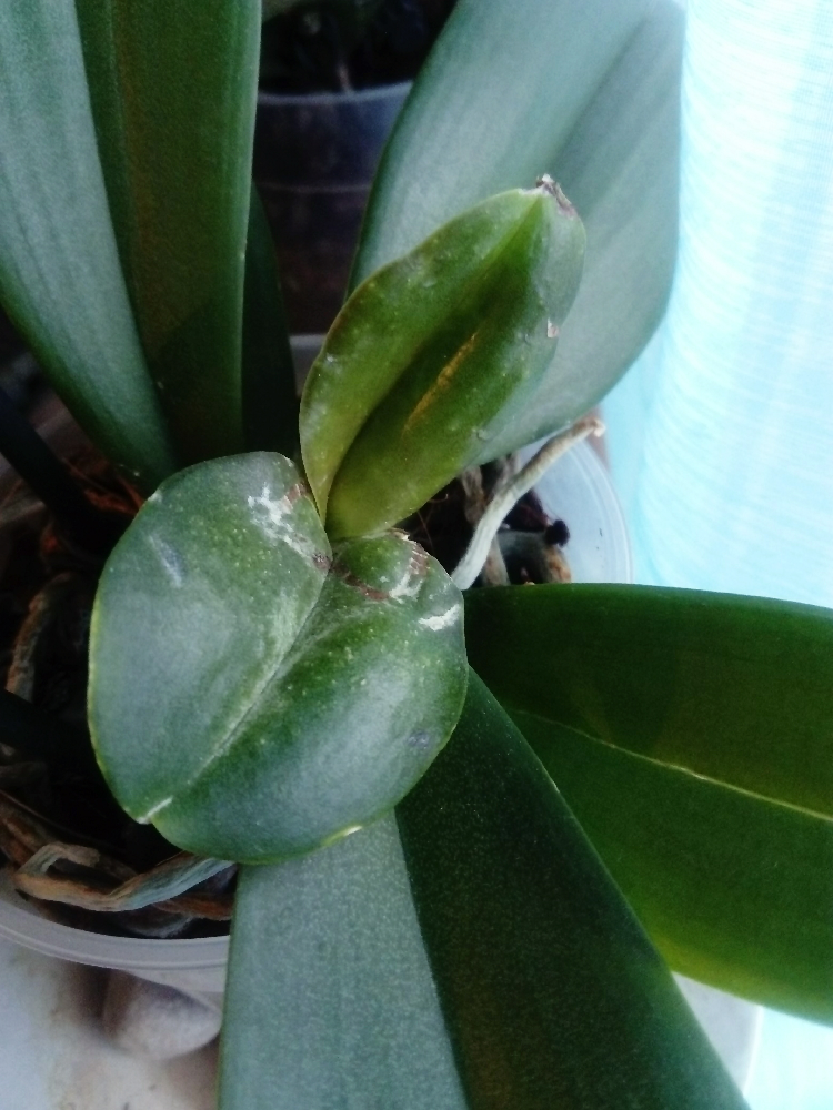Comment s'occuper d'une orchidée ? - Jardinage - FORUM Vie ...